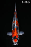 15.25" GINRIN GOSHIKI