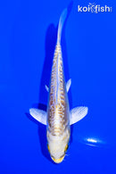 4.25" ARAGOKE YAMABUKI OGON
