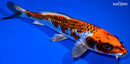 8" BENI GINGA