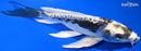 7.75" KIN KIKOKURYU BUTTERFLY