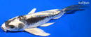 7.75" KIN KIKOKURYU BUTTERFLY