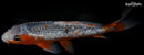9.75" GINRIN ASAGI