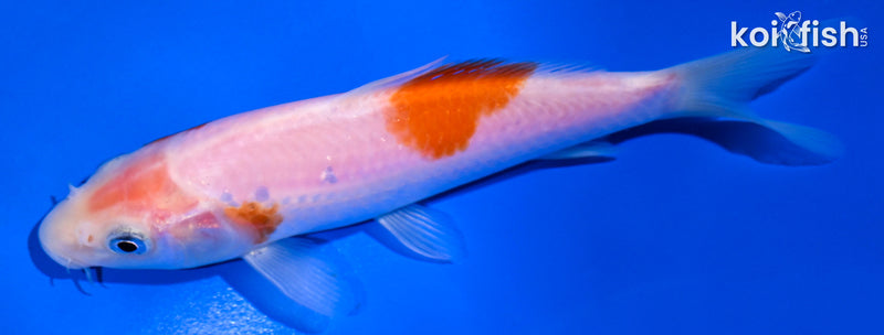 5.25" KOHAKU