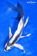 7.75" KIN KIKOKURYU BUTTERFLY