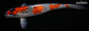 15.25" GINRIN GOSHIKI