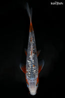9.75" GINRIN ASAGI