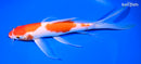 10" KOHAKU BUTTERFLY