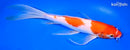 10" KOHAKU BUTTERFLY