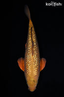 15"GINRIN CHAGOI