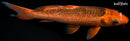 9.5" ORENJI MATSUBA