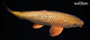 15"GINRIN CHAGOI