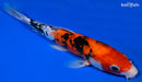 8.75" DOITSU SANKE
