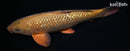15"GINRIN CHAGOI