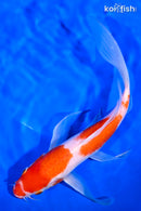 10" KOHAKU BUTTERFLY
