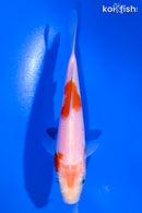 5.25" KOHAKU