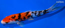 8.75" DOITSU SANKE