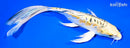 10.25" DOITSU KUJAKU BUTTERFLY