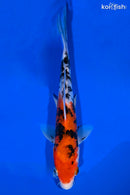 8.75" DOITSU SANKE