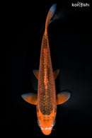 9.5" ORENJI MATSUBA