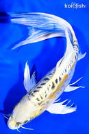 10.25" DOITSU KUJAKU BUTTERFLY