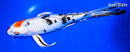 11" YAMATO NISHIKI BUTTERFLY