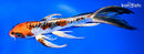 9.25" BENI KIKOKURYU BUTTERFLY