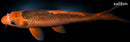 9.5" ORENJI MATSUBA