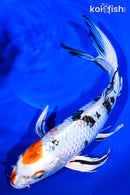 11" YAMATO NISHIKI BUTTERFLY