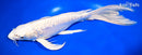 12" DOITSU PLATINUM OGON BUTTERFLY