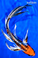 9.25" BENI KIKOKURYU BUTTERFLY