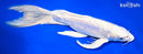 12" DOITSU PLATINUM OGON BUTTERFLY