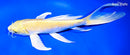 9" YAMABUKI OGON BUTTERFLY