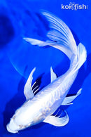 12" DOITSU PLATINUM OGON BUTTERFLY