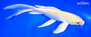 9" YAMABUKI OGON BUTTERFLY