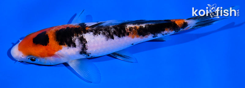 5.75" SANKE