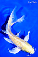 9" YAMABUKI OGON BUTTERFLY