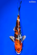8.5" YAMATO NISHIKI