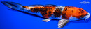 8.5" YAMATO NISHIKI