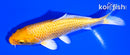 4.5" YAMABUKI OGON
