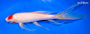 9.25" TANCHO KOHAKU BUTTERFLY