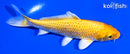 4.5" YAMABUKI OGON