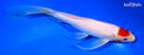 9.25" TANCHO KOHAKU BUTTERFLY