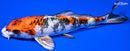 8.5" YAMATO NISHIKI