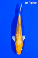 4.5" YAMABUKI OGON