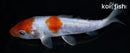 4.25" ARAGOKE OCHIBA SHIGURE