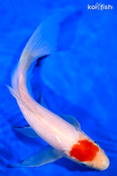 9.25" TANCHO KOHAKU BUTTERFLY