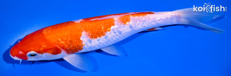 9" GINRIN KOHAKU