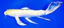 10.25" LEMON HARIWAKE BUTTERFLY