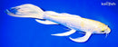 10.25" LEMON HARIWAKE BUTTERFLY
