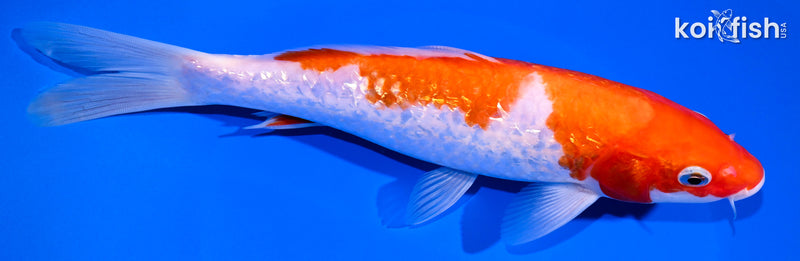9" GINRIN KOHAKU